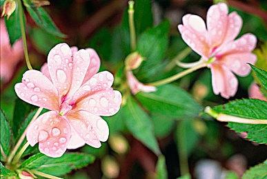 顽皮狗总监：《最后的生还者》多人版是工作室做过最具雄心的项目